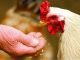 Modifying Performance in poultry through Enzymes when used alternative raw materials in feed