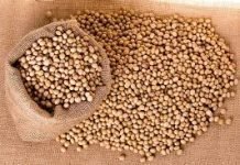 Allowing soymeal import in India – a positive or negative step? Soybean_images