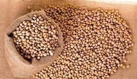 Allowing soymeal import in India – a positive or negative step? Soybean_images