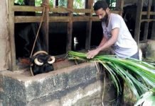 Depreciation in AAVIN price is a concern for Tamil Nadu’s dairy farmers. Theres_milk_in