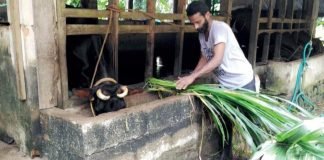 Depreciation in AAVIN price is a concern for Tamil Nadu’s dairy farmers. Theres_milk_in