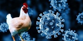 Indian Poultry Industry has geared up to meet the challenges posed by COVID