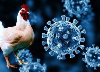 Indian Poultry Industry has geared up to meet the challenges posed by COVID