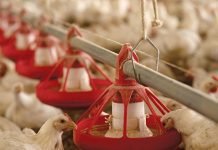Role of Phosphorus in Poultry