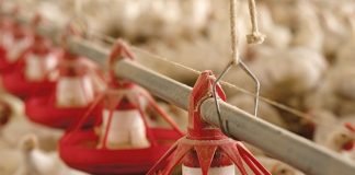 Role of Phosphorus in Poultry