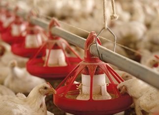 Role of Phosphorus in Poultry
