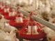 Role of Phosphorus in Poultry