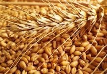Wheat replacing corn in animal feed due to price disparity