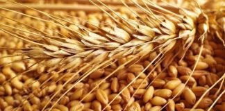 Wheat replacing corn in animal feed due to price disparity