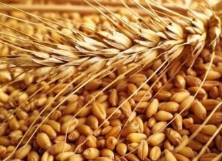 Wheat replacing corn in animal feed due to price disparity