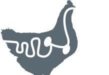 Nutritional strategies for poultry gut health in antibiotic-free production