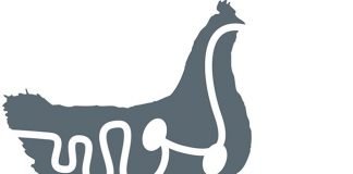 Nutritional strategies for poultry gut health in antibiotic-free production