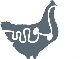 Nutritional strategies for poultry gut health in antibiotic-free production