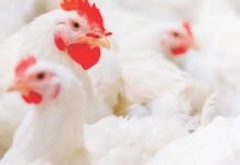 EXPLORING THE TRUE VALUE OF PHYTASE: PHOSPHORUS AND BEYOND