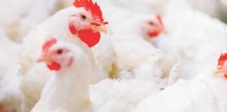 EXPLORING THE TRUE VALUE OF PHYTASE: PHOSPHORUS AND BEYOND