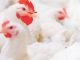 EXPLORING THE TRUE VALUE OF PHYTASE: PHOSPHORUS AND BEYOND