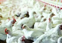 GUANIDINO ACETIC ACID IMPROVED PERFORMANCE AND CARCASS QUALITY IN MODERN BROILERS