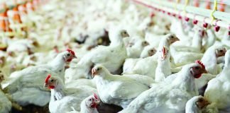 GUANIDINO ACETIC ACID IMPROVED PERFORMANCE AND CARCASS QUALITY IN MODERN BROILERS
