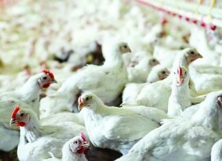 GUANIDINO ACETIC ACID IMPROVED PERFORMANCE AND CARCASS QUALITY IN MODERN BROILERS