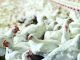 GUANIDINO ACETIC ACID IMPROVED PERFORMANCE AND CARCASS QUALITY IN MODERN BROILERS