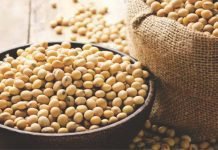 MADHYA PRADESH MAY LOSE ‘SOYA STATE’ TAG – A CONSPIRACY?