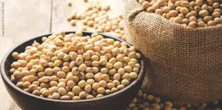 MADHYA PRADESH MAY LOSE ‘SOYA STATE’ TAG – A CONSPIRACY?