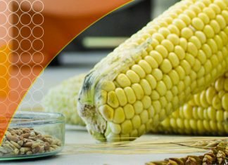 MYCOTOXIN RISK ASSESSMENT BY CARGILL FOR INDIAN POULTRY INDUSTRY