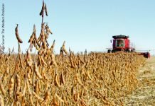 Soybean cultivation area might increase 5-7% across India