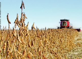 Soybean cultivation area might increase 5-7% across India