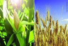 Wheat replacing corn in animal feed due to price disparity