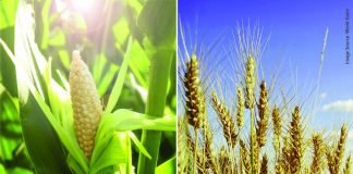 Wheat replacing corn in animal feed due to price disparity