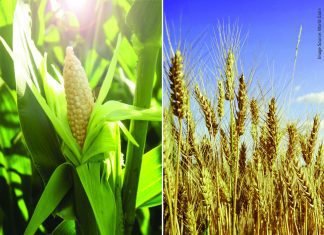 Wheat replacing corn in animal feed due to price disparity