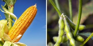 Maize & Soybean Market Driving Factors & Price Outlook 2021