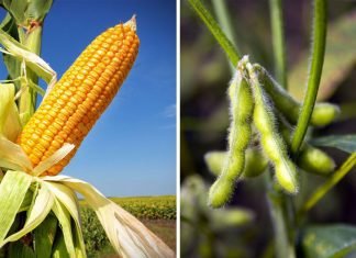 Maize & Soybean Market Driving Factors & Price Outlook 2021