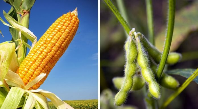 Maize & Soybean Market Driving Factors & Price Outlook 2021