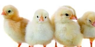 Use of hydrolyzed bioactive protein peptides in poultry feed to improve production parameters.