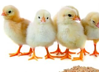 Use of hydrolyzed bioactive protein peptides in poultry feed to improve production parameters.