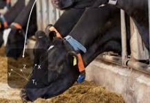 PRECISION NUTRITION FOR DAIRY COWS – NUTRIENTS ARE ALL THAT MATTERS