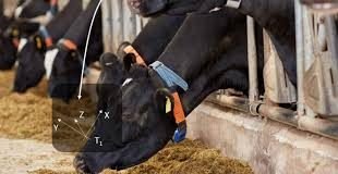 PRECISION NUTRITION FOR DAIRY COWS – NUTRIENTS ARE ALL THAT MATTERS