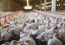 Building Disease Free Indian Poultry Sector