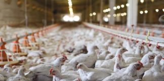 Building Disease Free Indian Poultry Sector