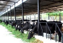 MAKING INDIAN DAIRYING MORE ECONOMICAL