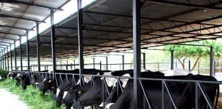 MAKING INDIAN DAIRYING MORE ECONOMICAL
