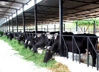 MAKING INDIAN DAIRYING MORE ECONOMICAL