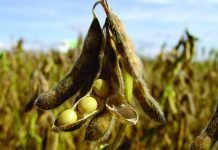 INDIA TAKES HISTORICAL DECISION TO IMPORT GM SOYAMEAL