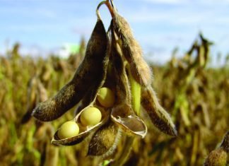 INDIA TAKES HISTORICAL DECISION TO IMPORT GM SOYAMEAL