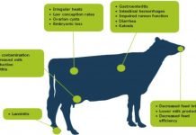 DIETARY ACTIVATED CLAYS: AN APPROACH TO REDUCE THE IMPACT OF AFLATOXIN
