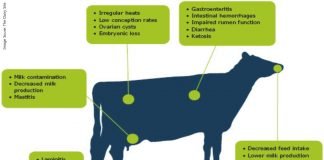 DIETARY ACTIVATED CLAYS: AN APPROACH TO REDUCE THE IMPACT OF AFLATOXIN