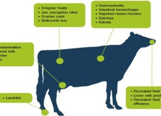 DIETARY ACTIVATED CLAYS: AN APPROACH TO REDUCE THE IMPACT OF AFLATOXIN