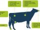 DIETARY ACTIVATED CLAYS: AN APPROACH TO REDUCE THE IMPACT OF AFLATOXIN